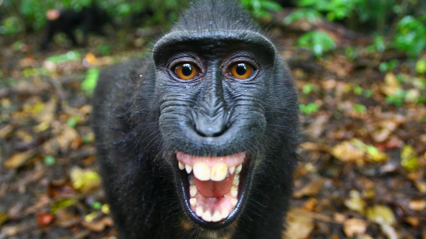 The Funkiest Monkeys: asset-mezzanine-16x9