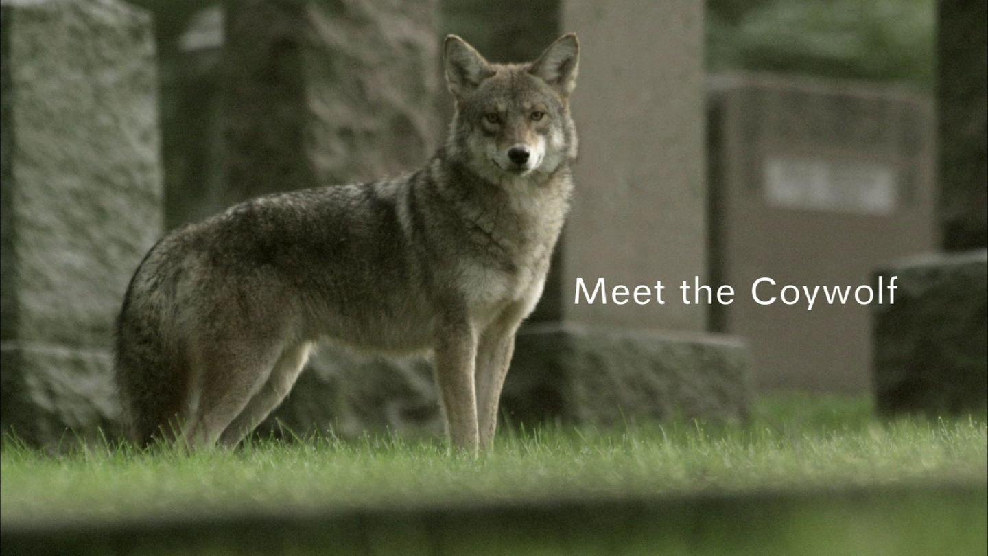 Meet the Coywolf: asset-mezzanine-16x9