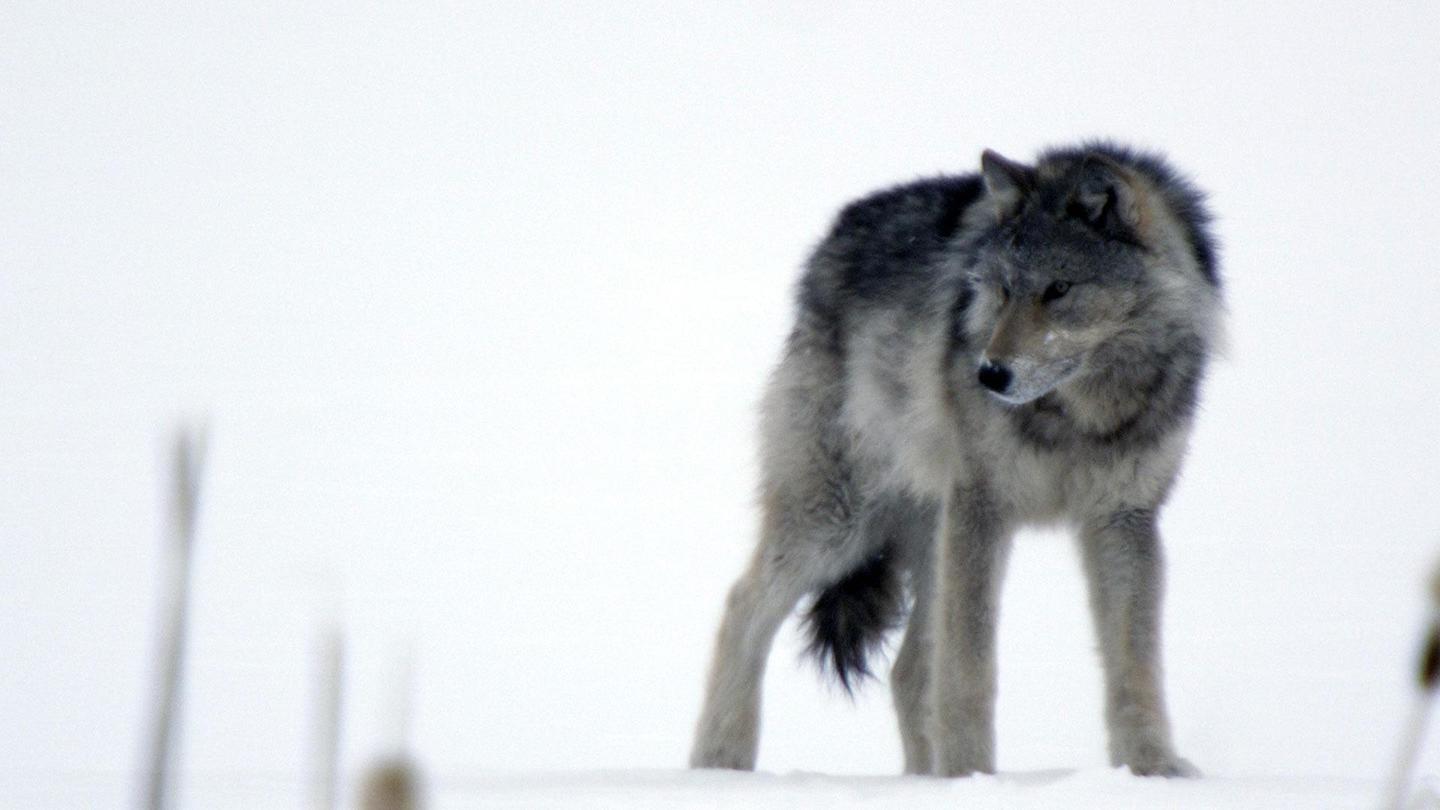 Cold Warriors: Wolves and Buffalo: asset-mezzanine-16x9