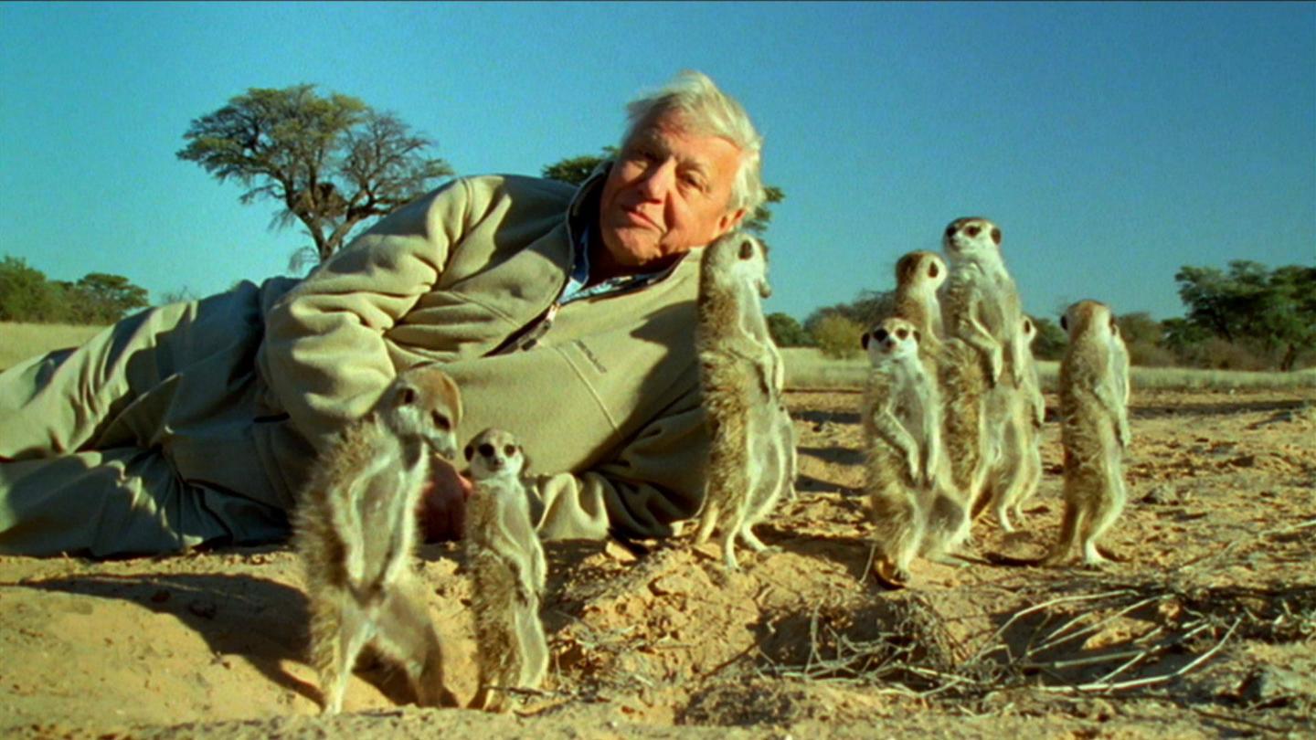 Attenborough's Life Stories: Understanding the Natural World: asset-mezzanine-16x9