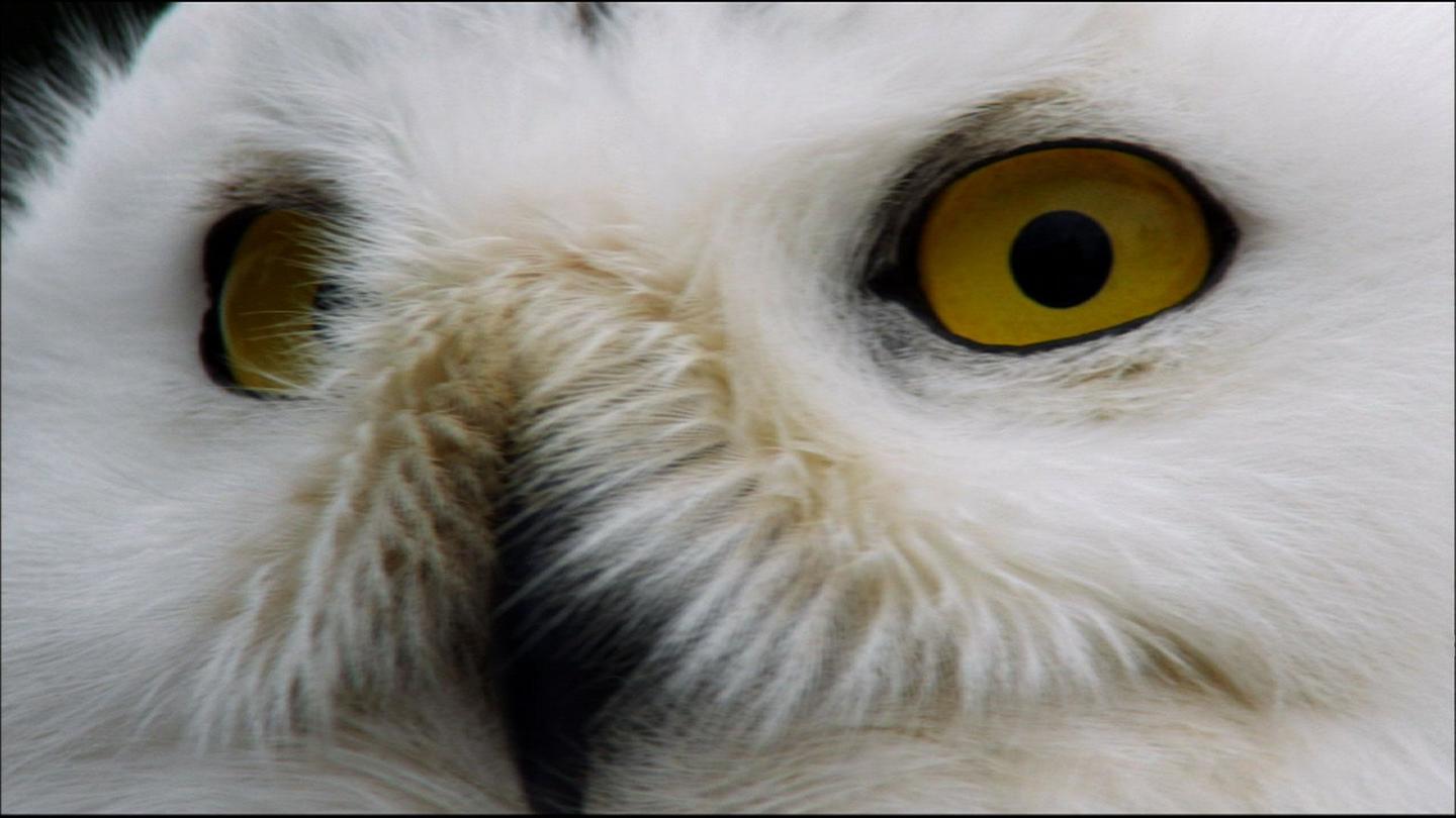Magic of the Snowy Owl: asset-mezzanine-16x9