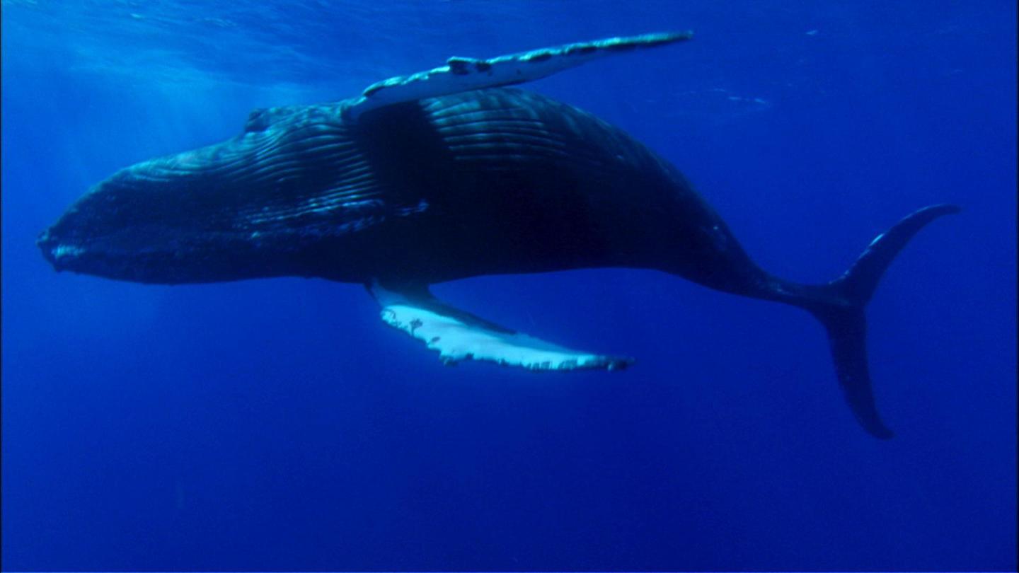 Ocean Giants: Giant Lives: asset-mezzanine-16x9