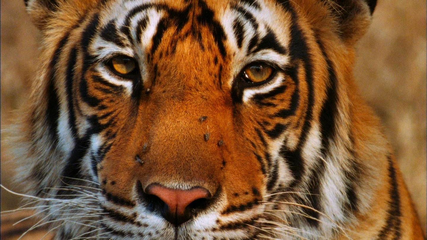Broken Tail: A Tiger's Last Journey: asset-mezzanine-16x9