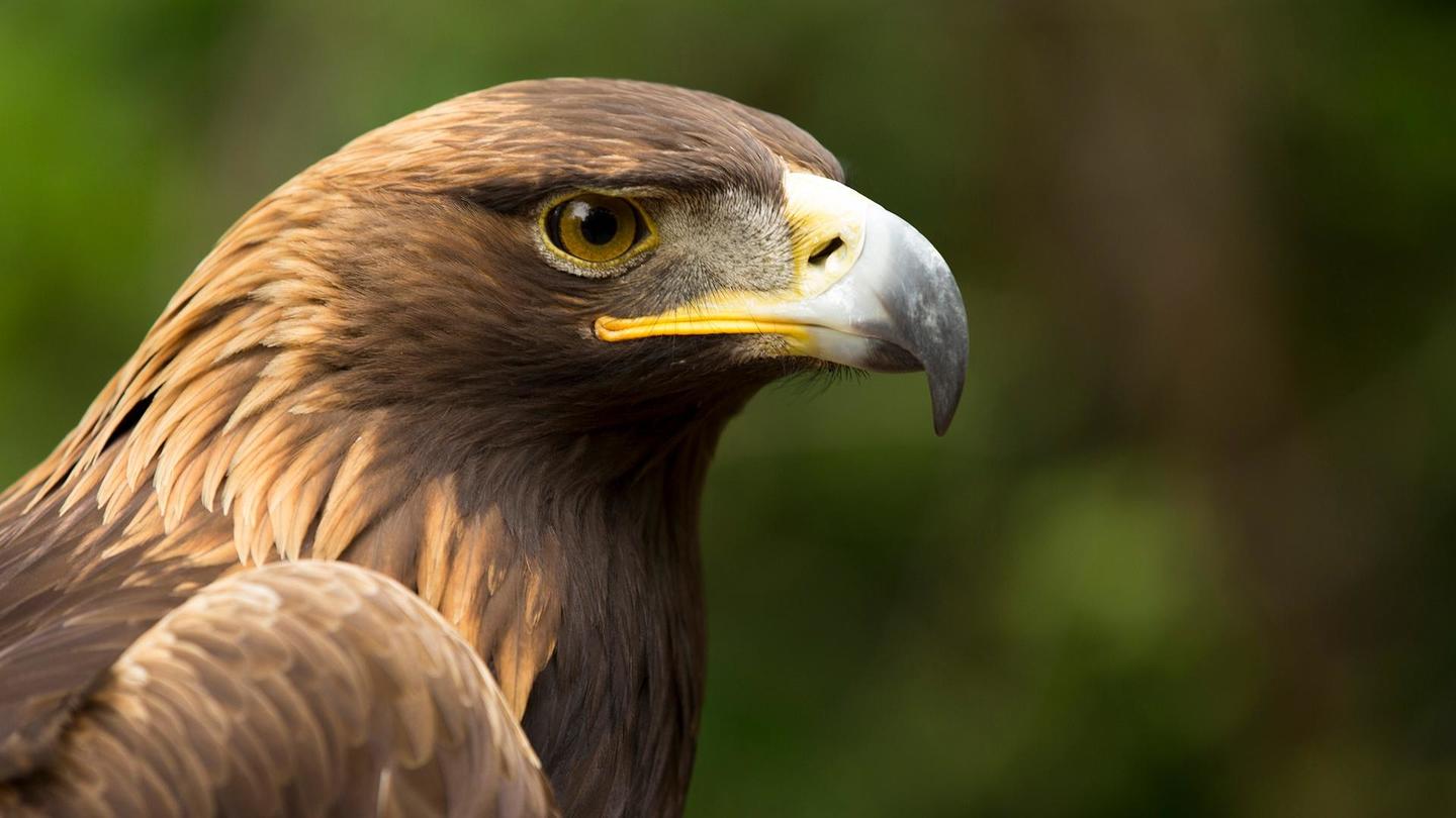 Eagle Power: asset-mezzanine-16x9