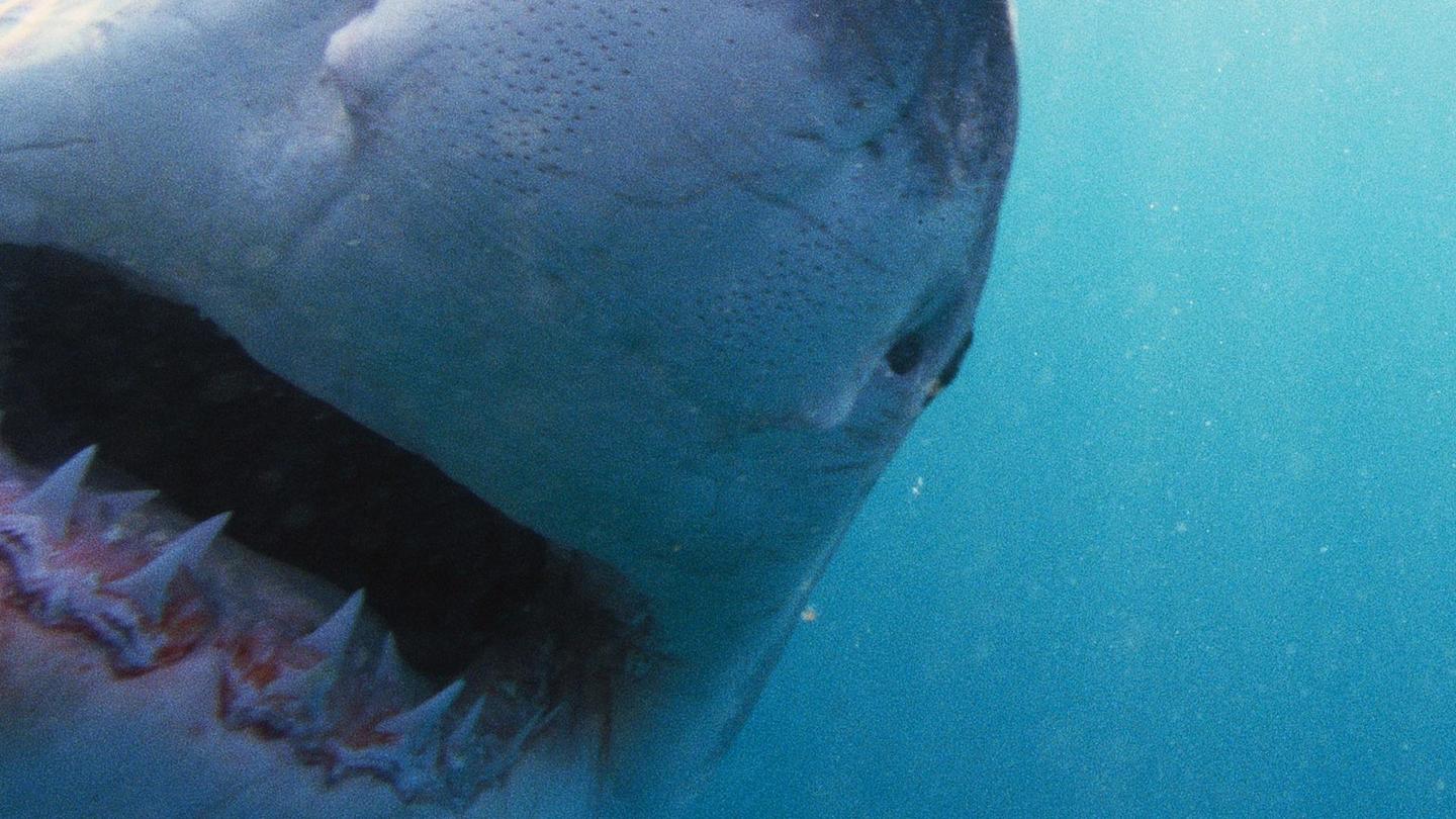 Why Sharks Attack: asset-mezzanine-16x9