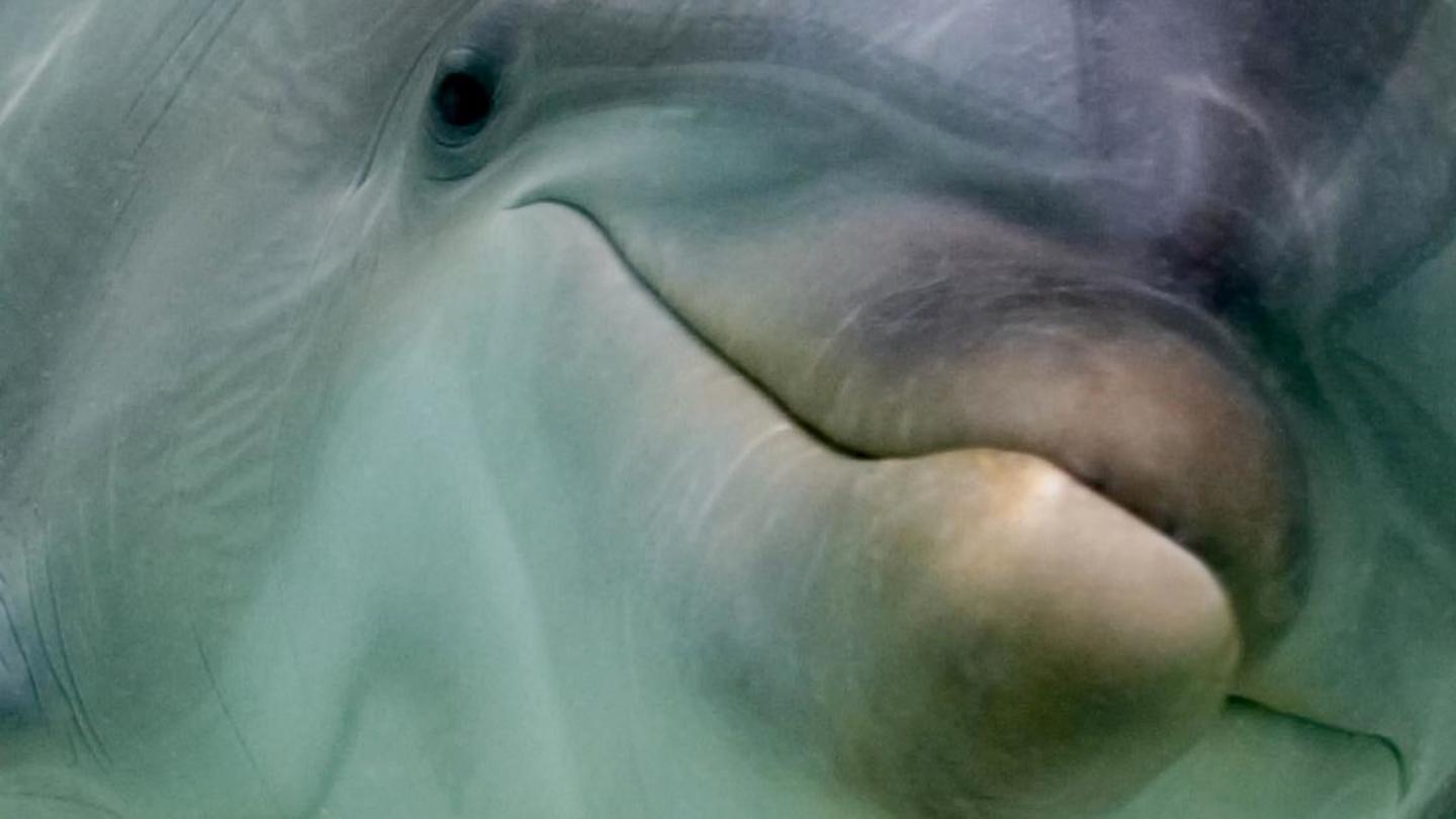 Inside Animal Minds: Who's the Smartest?: asset-mezzanine-16x9