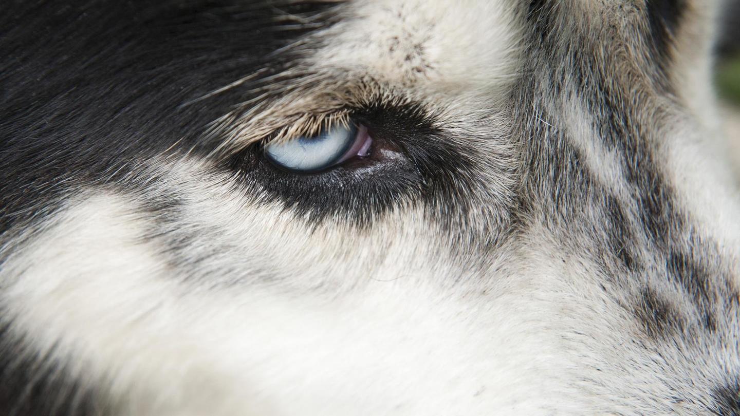 Inside Animal Minds: Dogs & Super Senses: asset-mezzanine-16x9