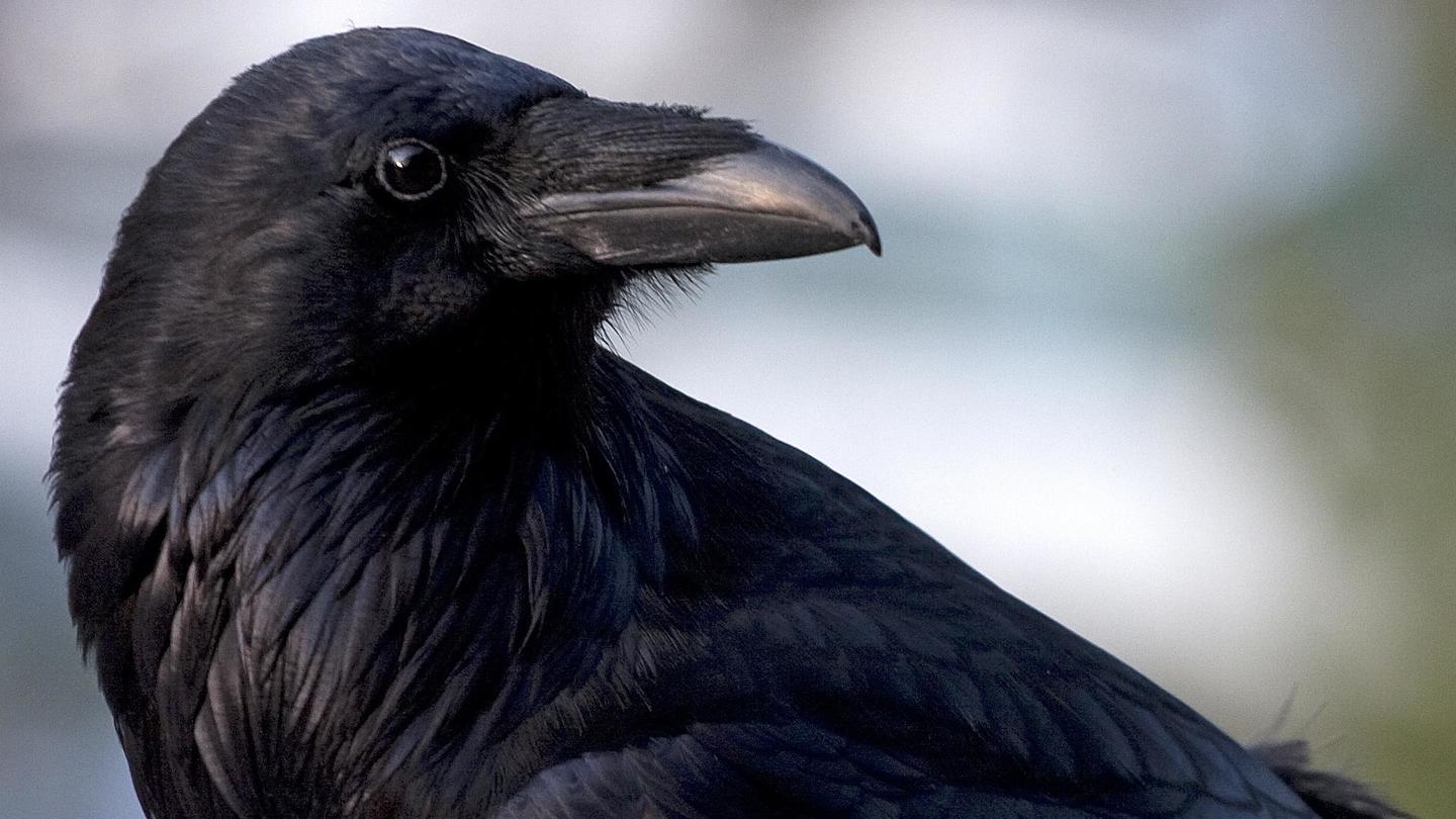Inside Animal Minds: Bird Genius: asset-mezzanine-16x9