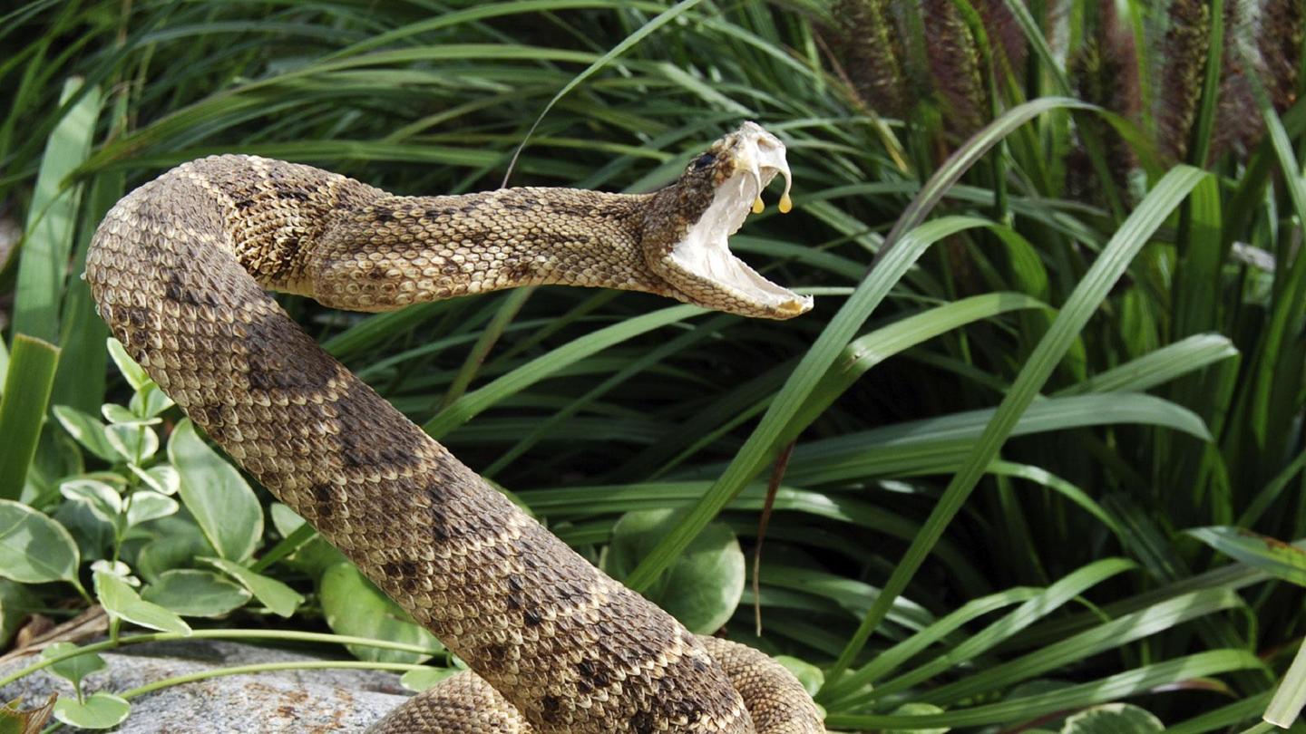Venom: Nature's Killer: asset-mezzanine-16x9