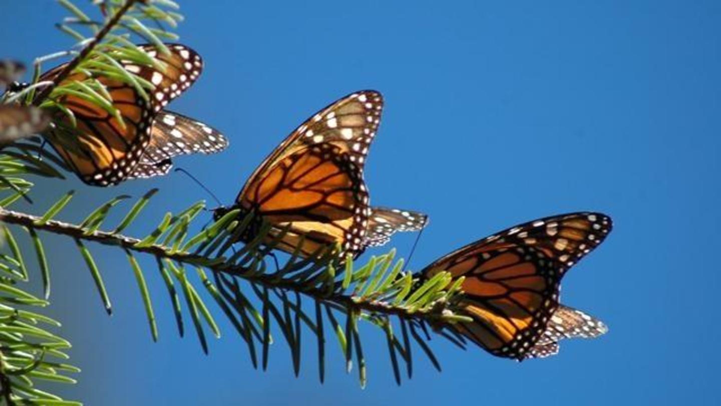 The Incredible Journey of the Butterflies: asset-mezzanine-16x9
