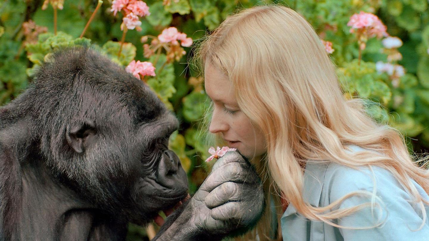 Koko - The Gorilla Who Talks: asset-mezzanine-16x9