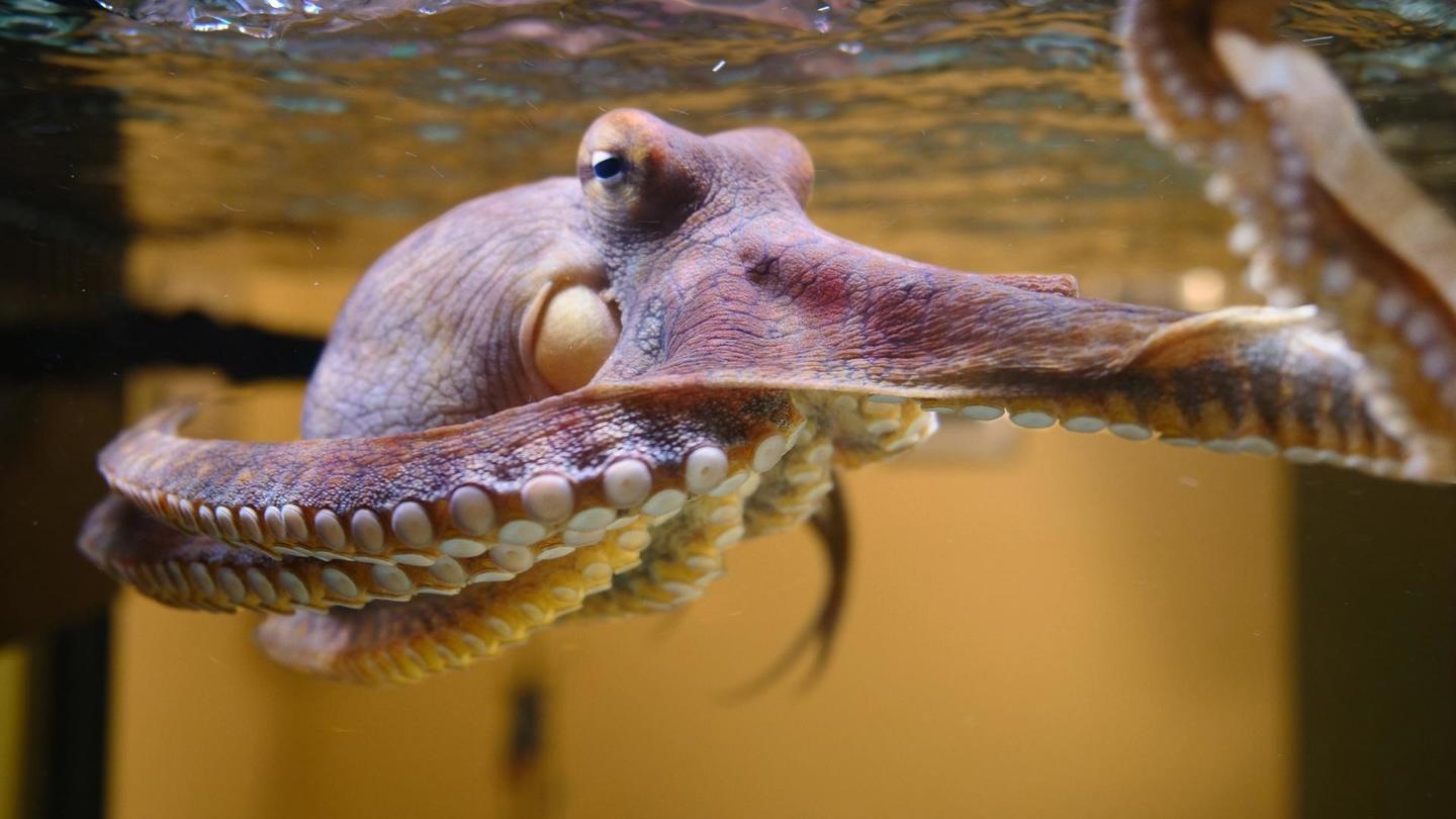 Octopus: Making Contact: asset-mezzanine-16x9
