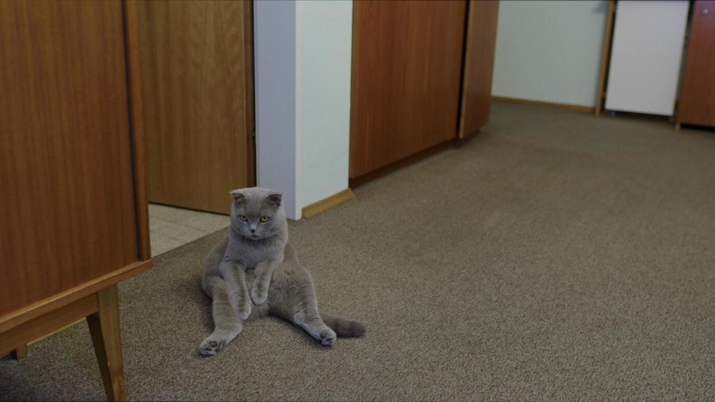 All Cats Are Grey in the Dark: asset-mezzanine-16x9