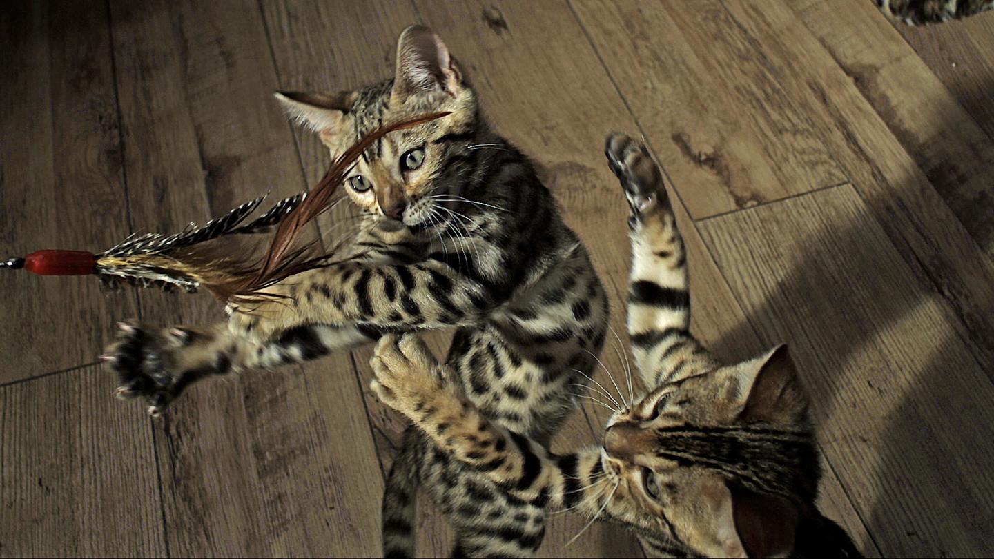 Pets: Wild at Heart | Episode 1| Playful Creatures: asset-mezzanine-16x9