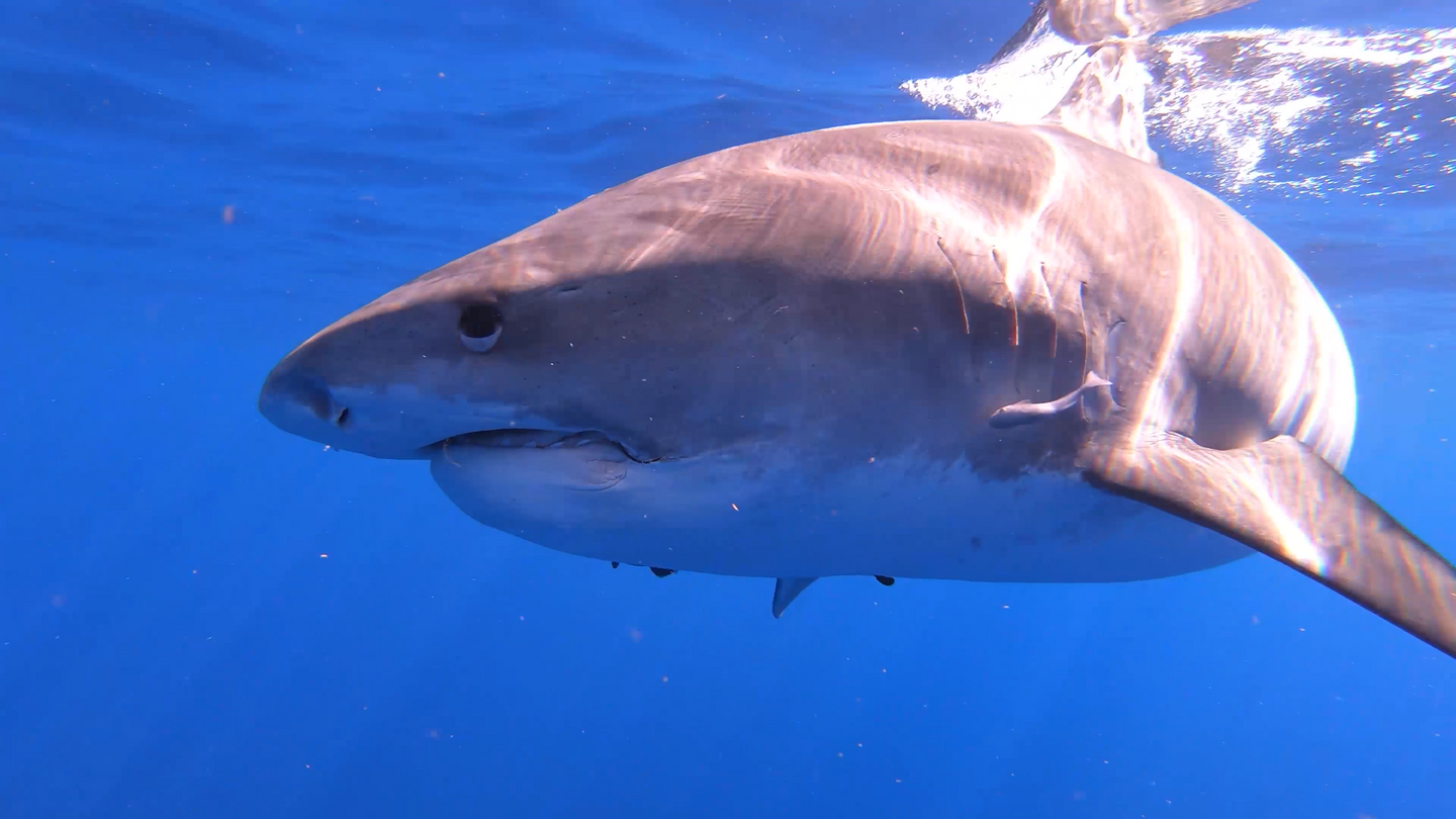 Sharks of Hawaii: asset-mezzanine-16x9