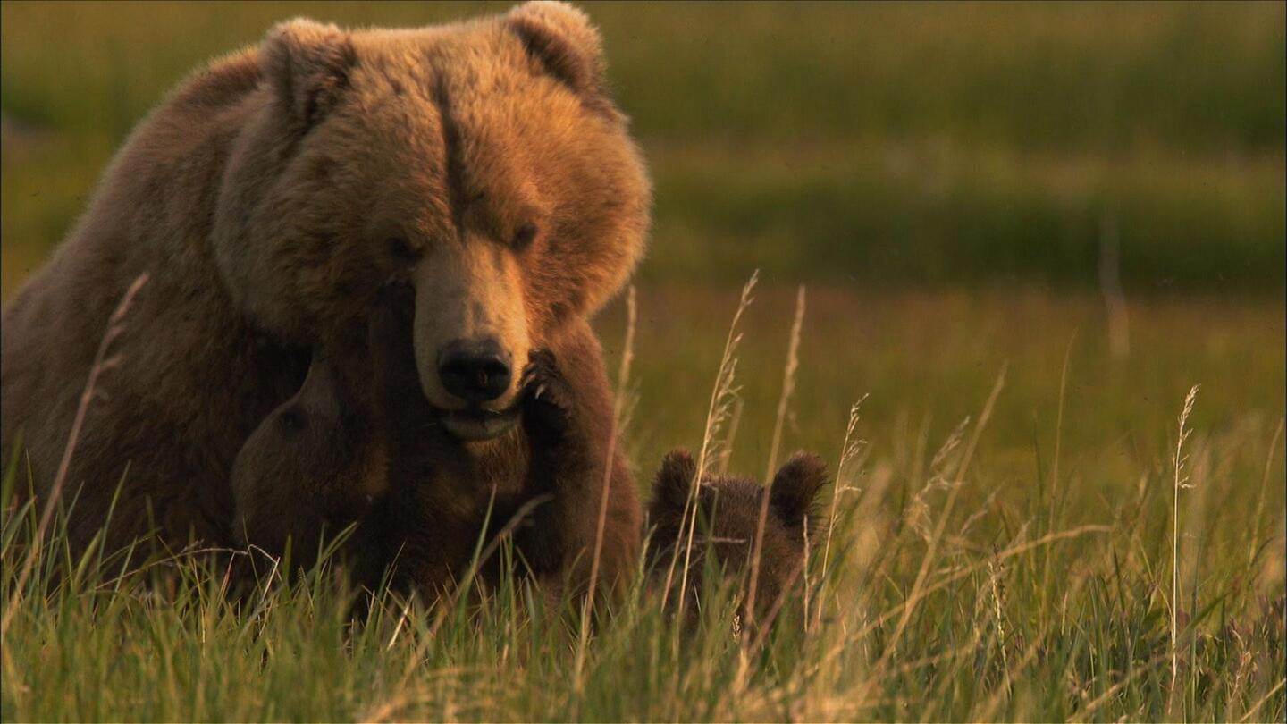 Bears of the Last Frontier: City of Bears: asset-mezzanine-16x9