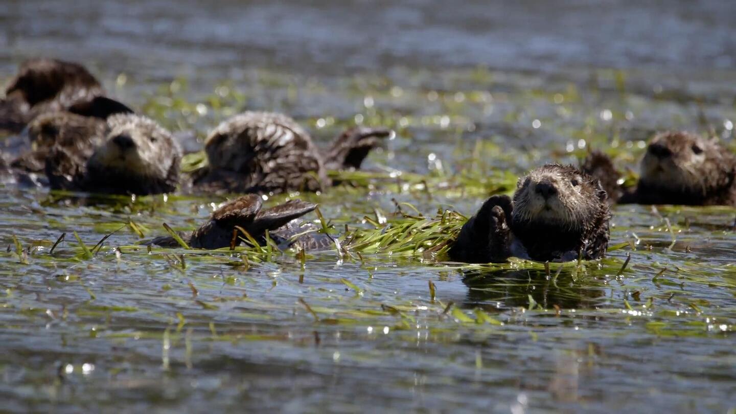 Significant Otters | WILD HOPE: asset-mezzanine-16x9