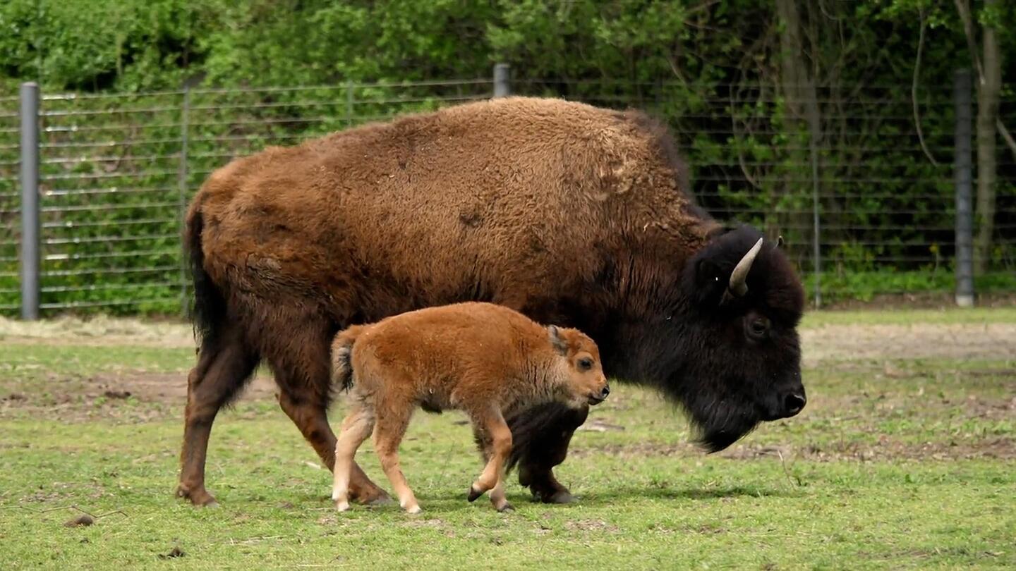 The Thunder of Bison Finally Returns to the Osage Prairie | WILD HOPE: asset-mezzanine-16x9