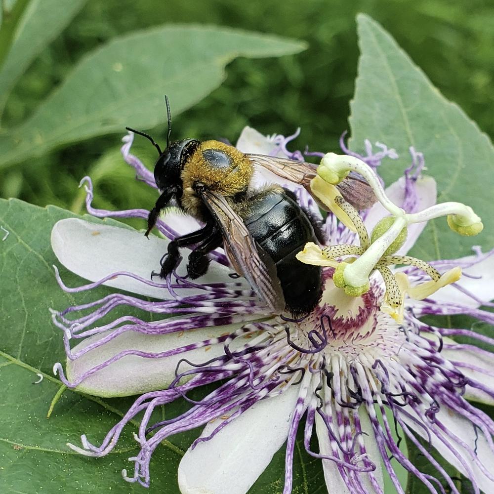 Georgia Pollinators Field Day