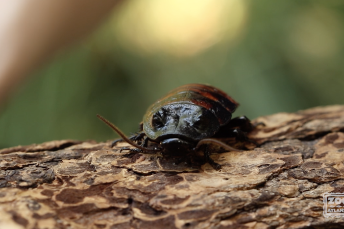 hissing cockroach