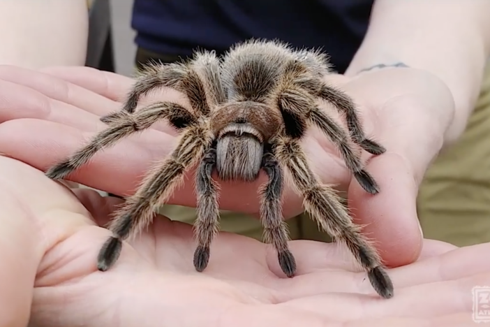 tarantula