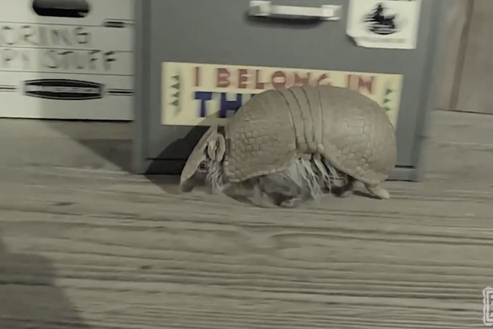 armadillo