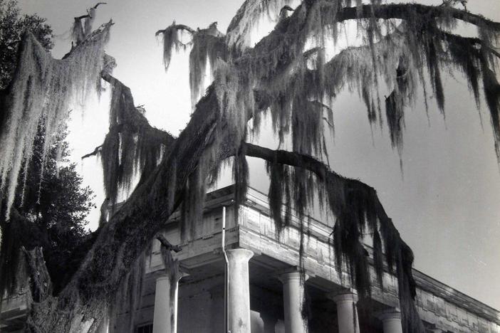 Clarence John Laughlin (American, 1905-1985), Moss Fingers, 1946, printed 1947, gelatin silver print. High Museum of Art, Atlanta, bequest of the artist, 1985.99.