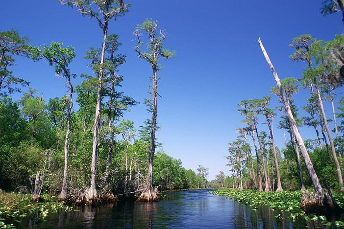Okefenokee Swamp