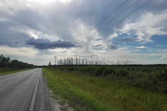 Some of the land in Southeast Georgia that Twin Pines Minerals wants to mine for zinc and other heavy minerals, near the Okefenokee National Wildlife Refuge