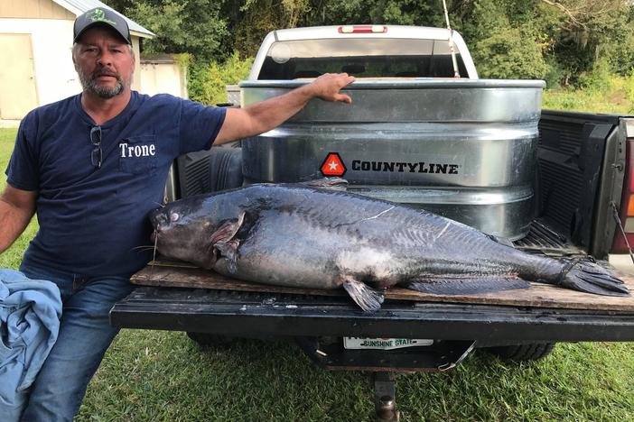 Fisherman Tim Trone poses with his record blue catfish, which takes up most of a pickup truck's tailgate.