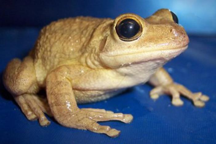 Cuban treefrog