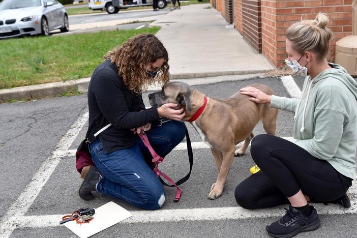 Rescue dog leaving shelter