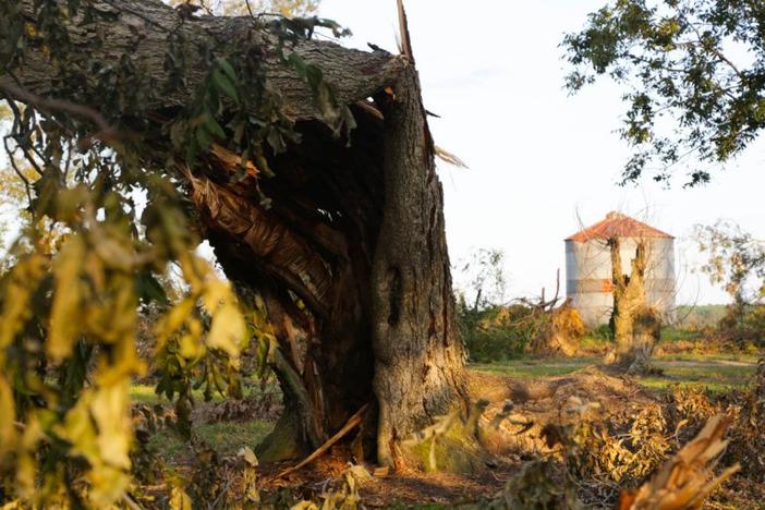 Pecan grove damaged by Hurricane Michael in 2018.