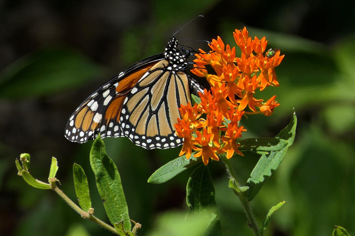 A monarch butterfly on butterfly weed