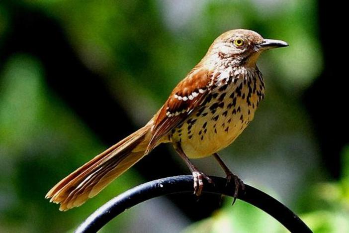 Brown Thrasher