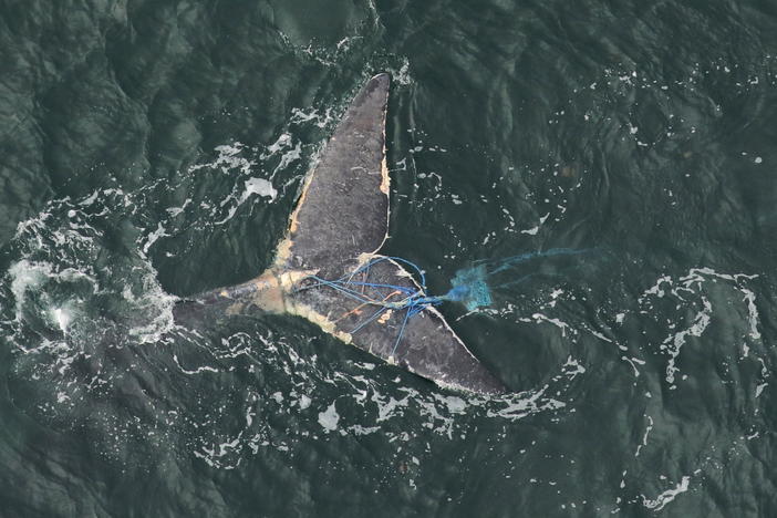 Tail of a right whale, tangled in blue fishing gear