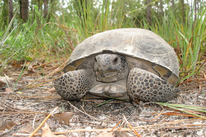 a gopher tortoise