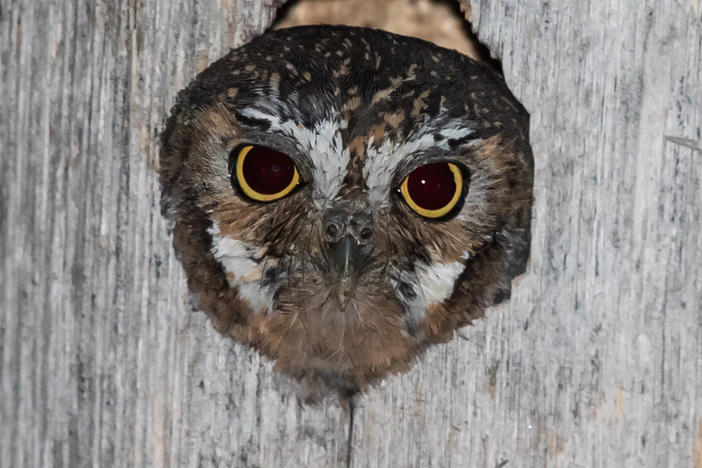 Elf owl looking out of its nest. 