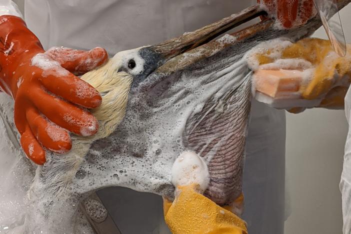 Workers in protective gear wash off a lightly-oiled pelican