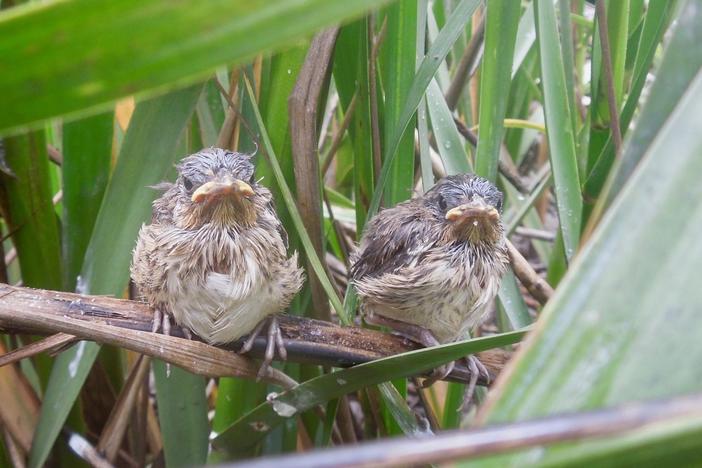 Seaside Sparrow