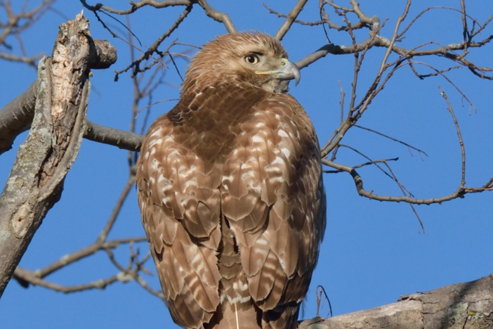 Red-tailed hawk