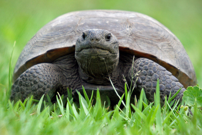 gopher tortoise