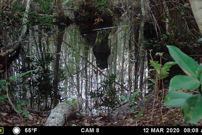 Alligators in swamp