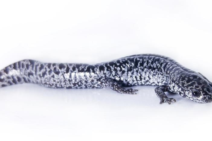 Frosted Flatwoods Salamander