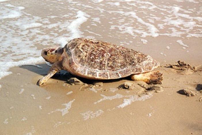 A loggerhead sea turtle on the beach near the water line