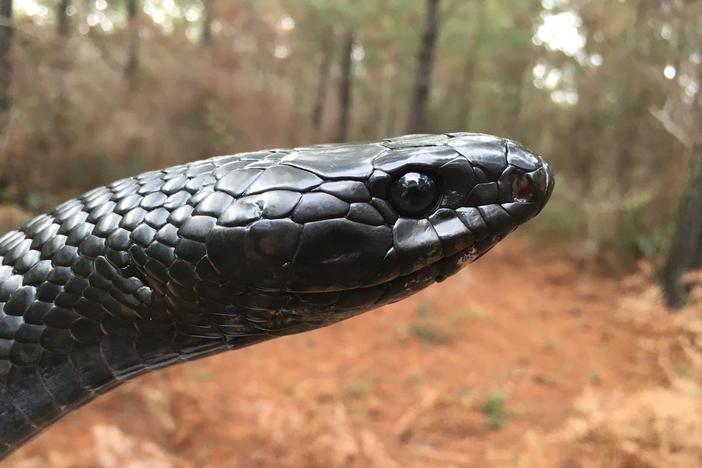 closeup of Rocky the indigo snake