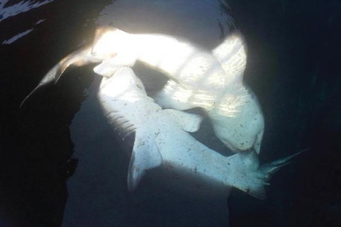 Sand tiger sharks mating