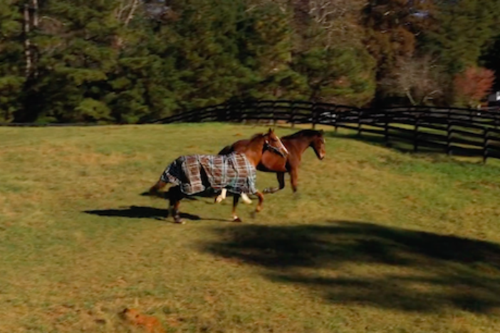Horses running.