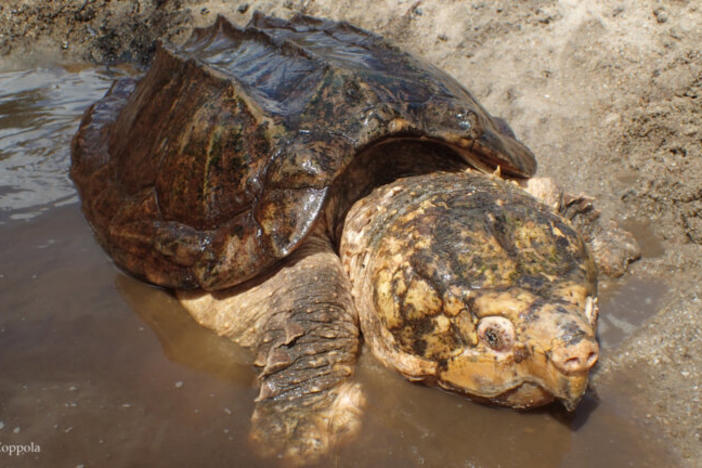 Suwannee Alligator Snapping Turtle