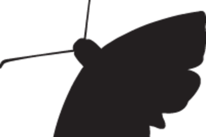 The Moth